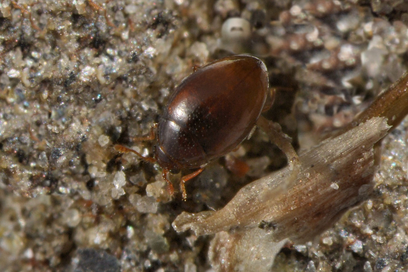 Cryptophagidae: Ephistemus globulus?